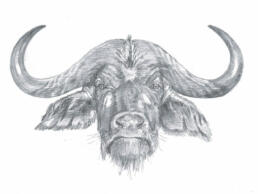 realistische illustratie buffel